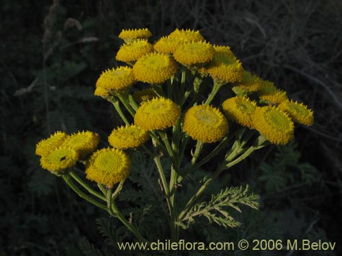 Senecio sp. #1487的照片